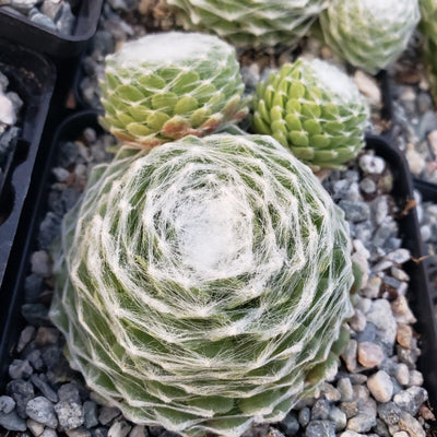 succulents box sempervivum cobweb hens and chicks Shop ' Sempervivum arachnoideum