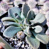 Aloinopsis rosulatum