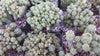 Euphorbia monstrose