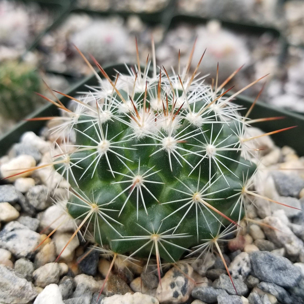 Mammillaria Rubrograndis
