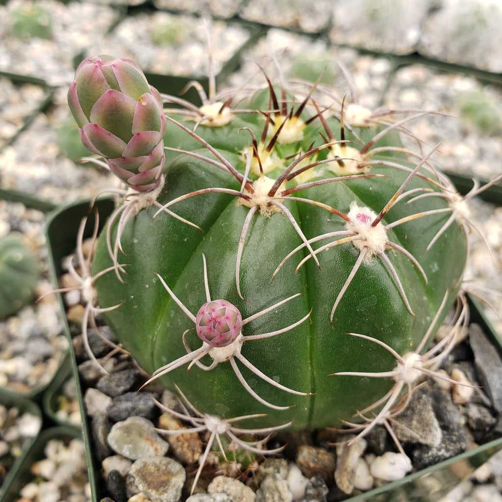 Gymnocalycium fleischerianum