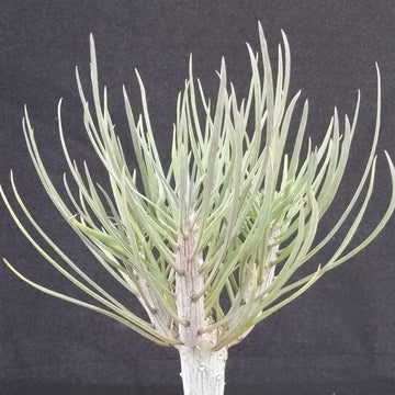 succulent with one long stem Senecio kleinia Large – Planet Desert