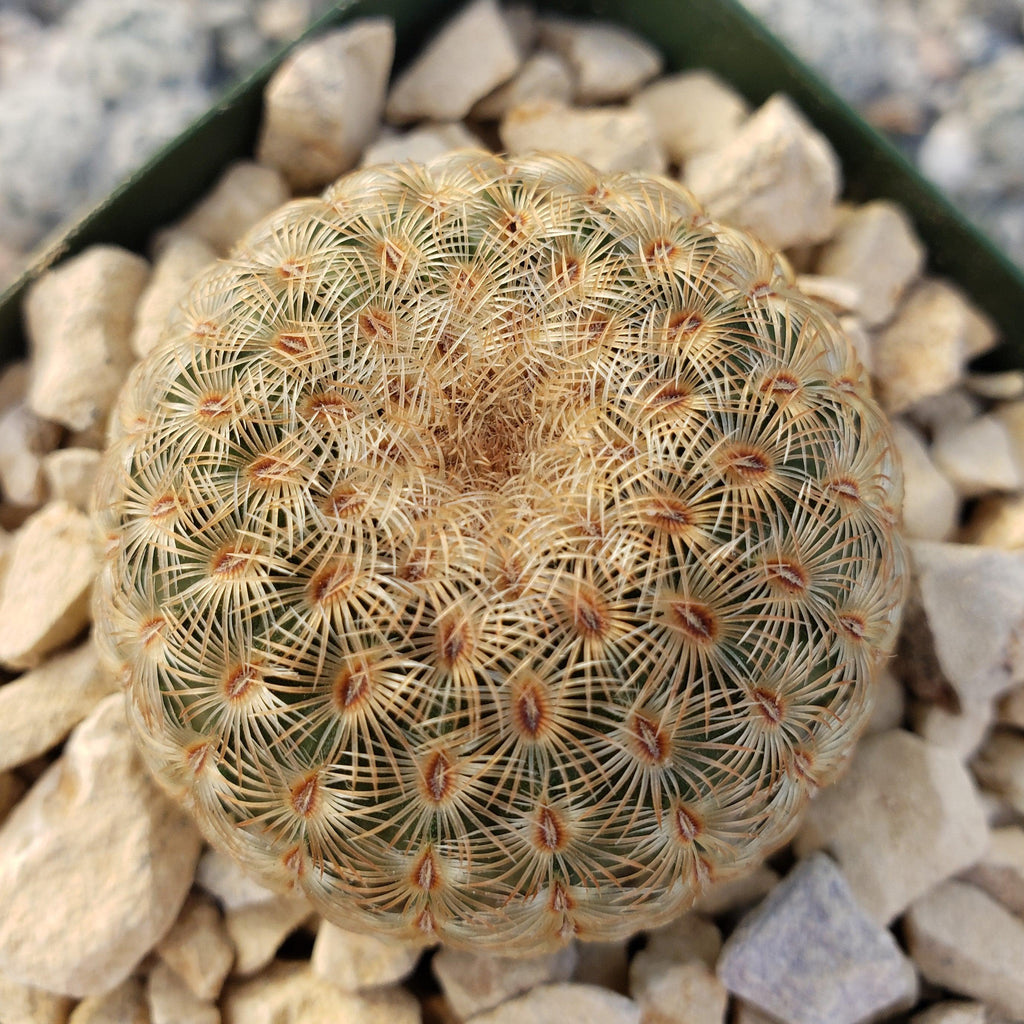 Echinocereus albiflora
