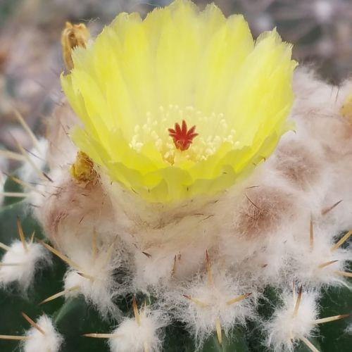 Wigginsia leprosorum