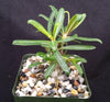 Pachypodium bispinosum