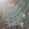 Opuntia engelmannii Pad cutting