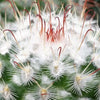 Mammillaria bombycina