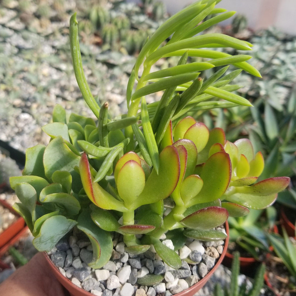 Succulent Garden Arrangement