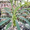 Euphorbia pubiglans