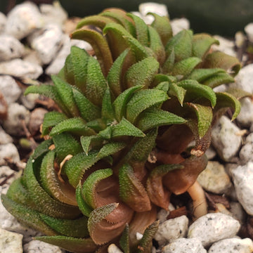 succulents for sale bay area Buy Haworthia Parksiana | Beginner-Friendly