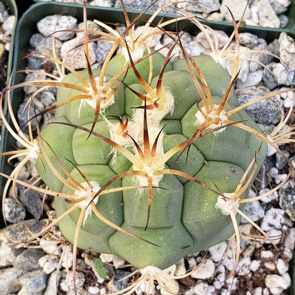 Gymnocalycium tomina