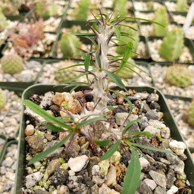 Euphorbia neobosseri