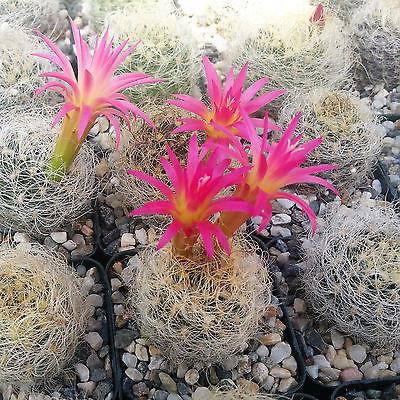 Neoporteria nidus senilis