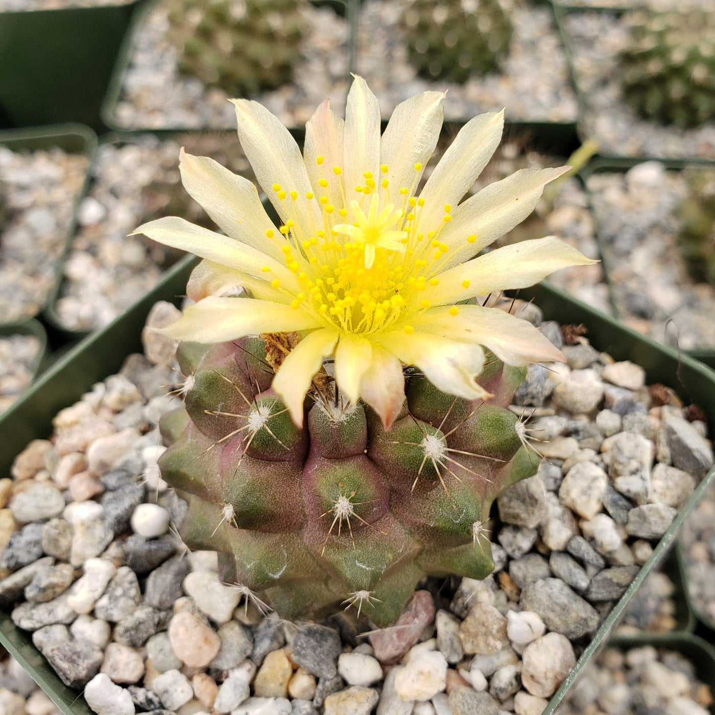 Copiapoa humilis paposoensis