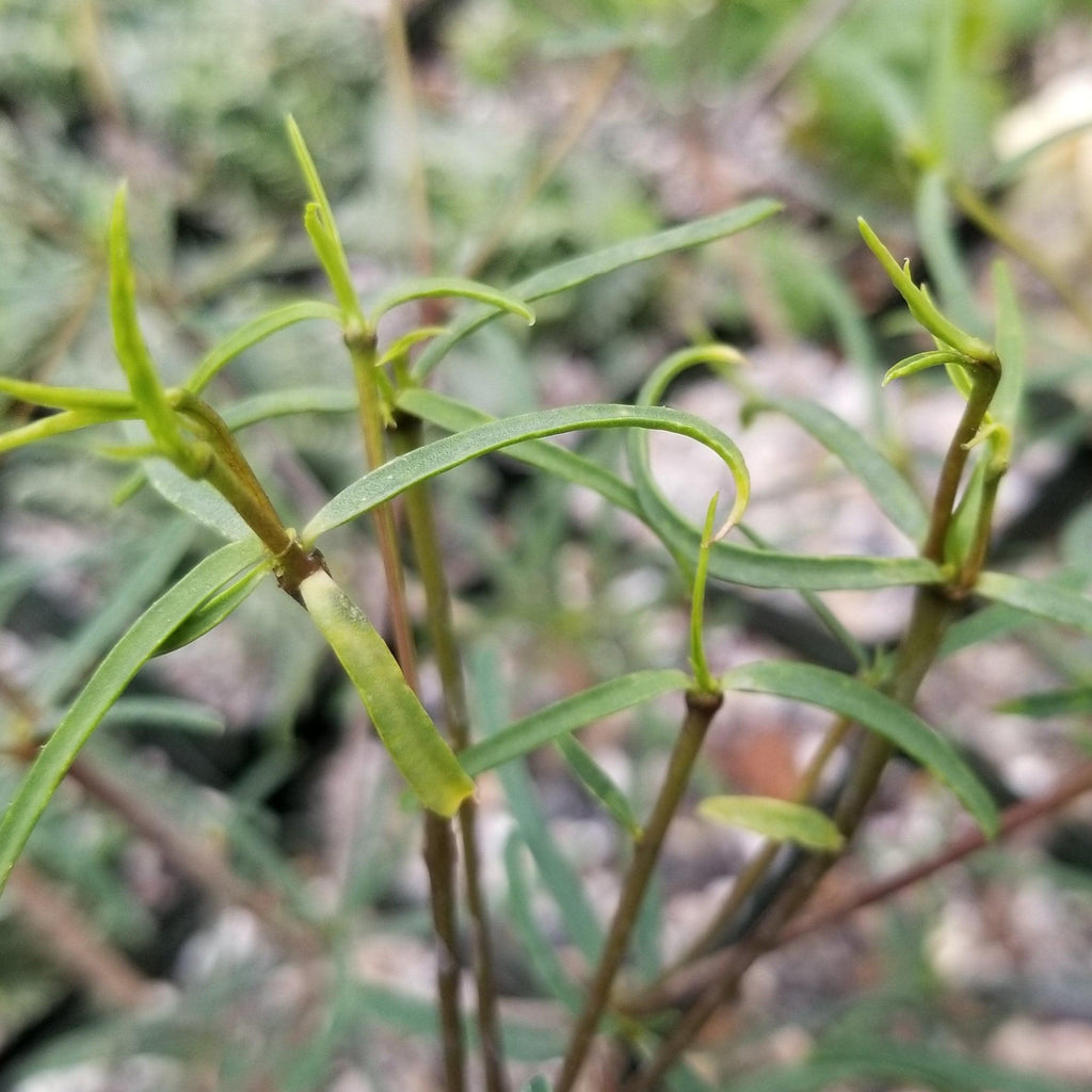 Euphorbia hedyotoides