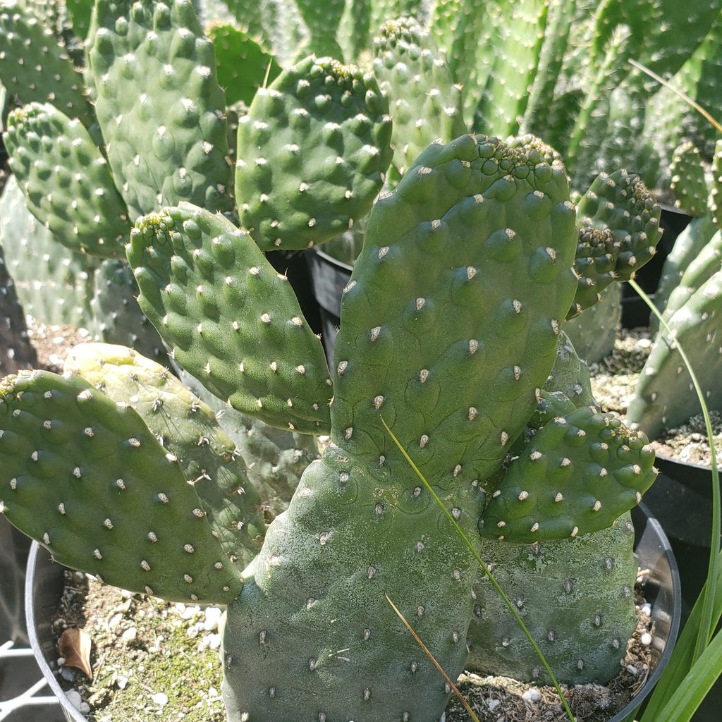 Opuntia Consolea rubescens road kill cutting