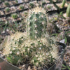 Echinocereus sanpedroensis