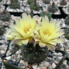 Gymnocalycium andreae