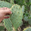 Opuntia engelmannii Pad cutting