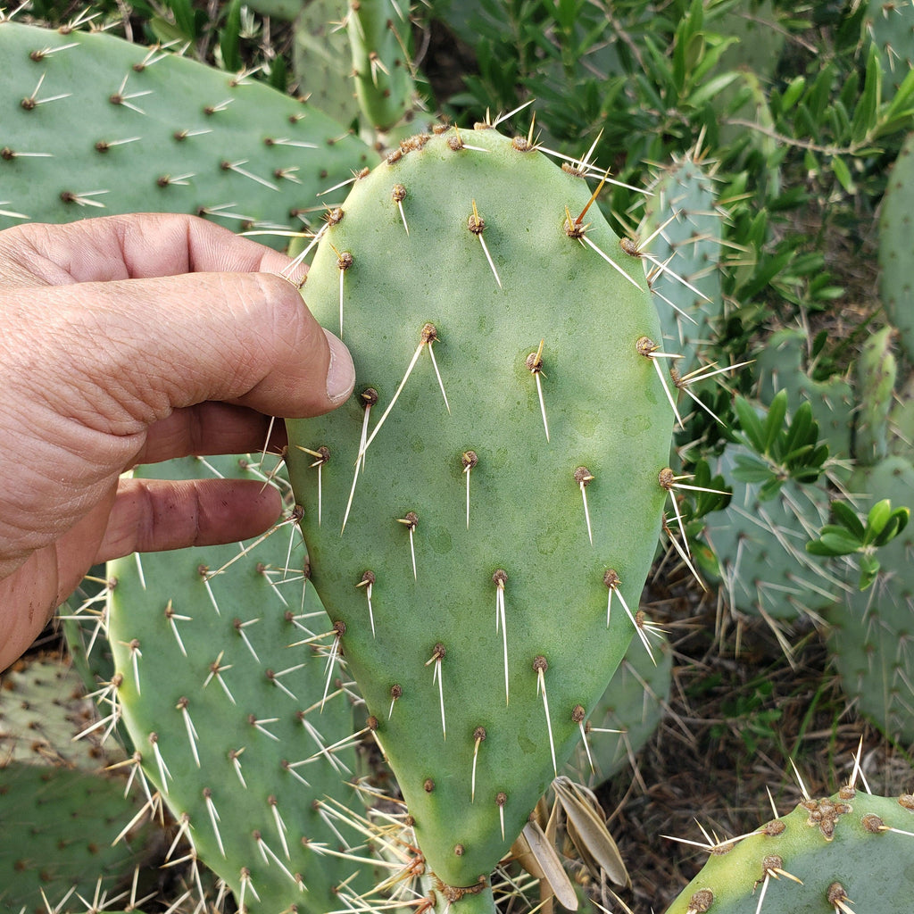 Opuntia engelmannii Pad cutting