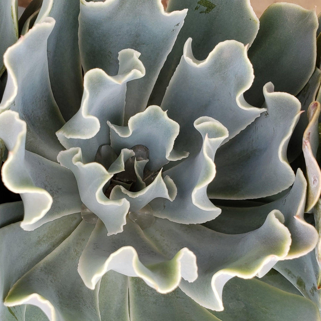 Echeveria Blue Frills