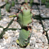 Euphorbia cooperi