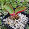 Monadenium spectabile