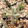 Cylindropuntia ramosissima