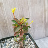 Euphorbia milii Yellow – Crown of Thorns