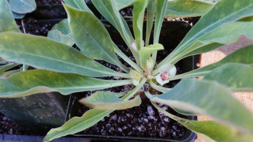 Euphorbia bupleurifolia