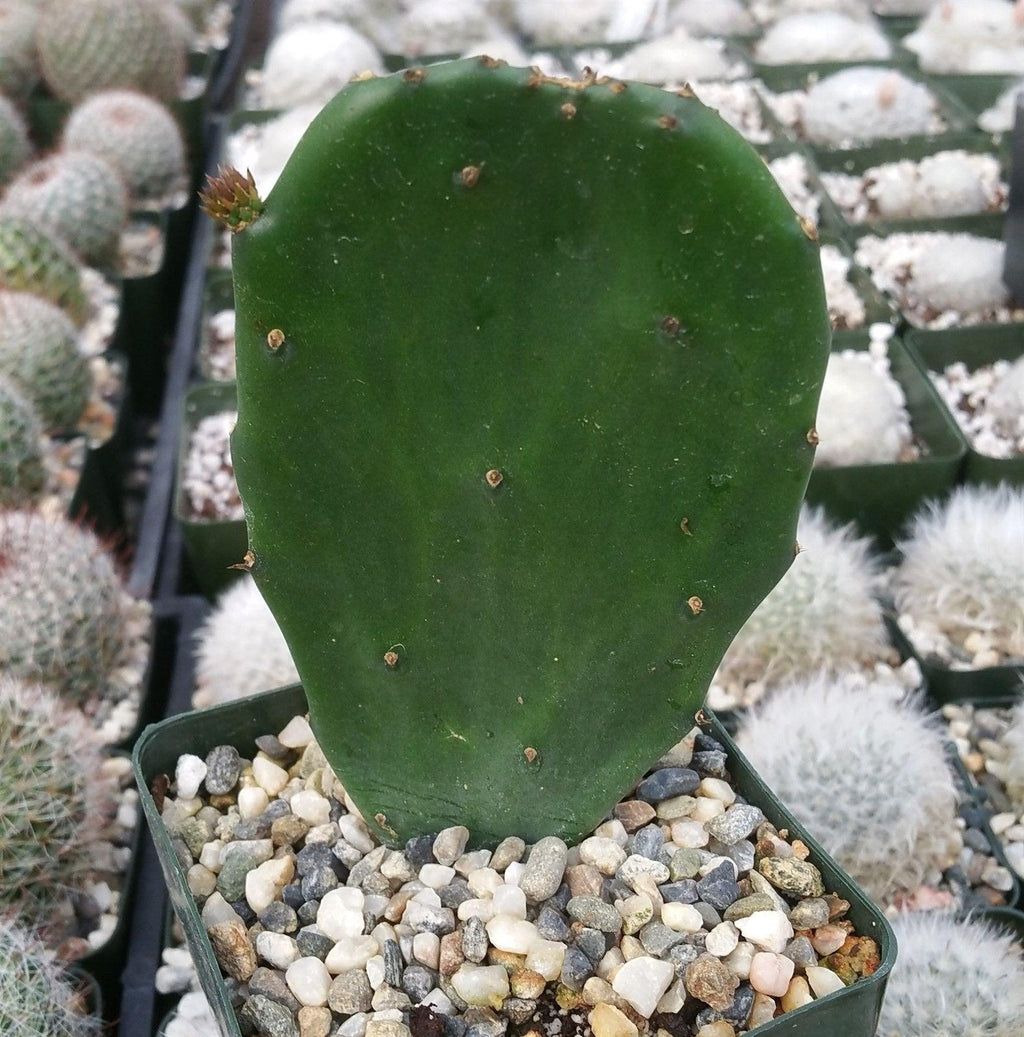 Opuntia Emerald wave