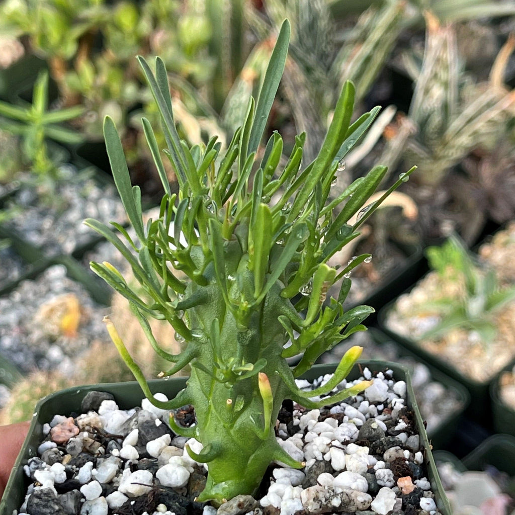 Euphorbia fasciculata schoenlandii