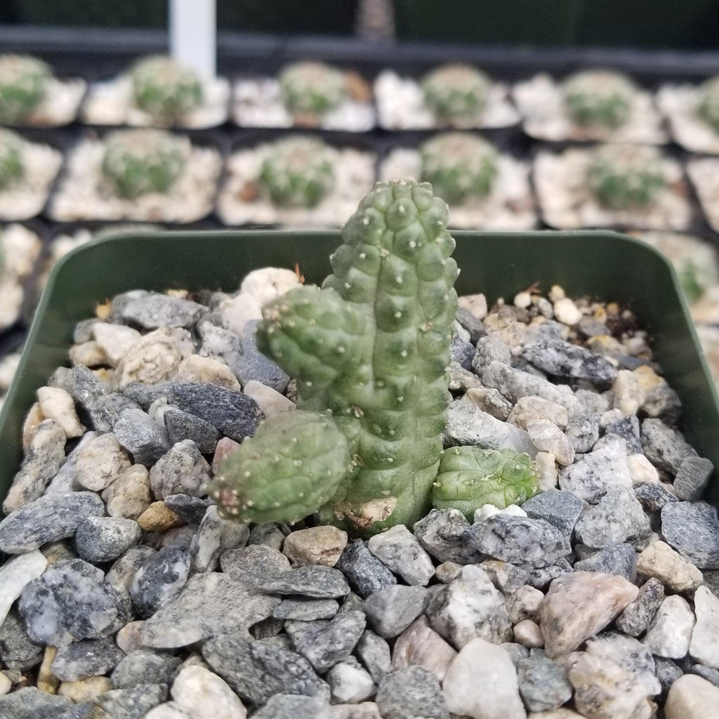 Echidnopsis cereiformis