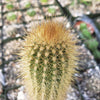 Austrocephalocereus estevesii