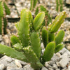 Rhipsalis Cereoides