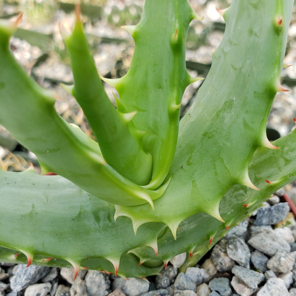 Aloe africana