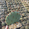 Purple Prickly Pear &