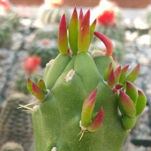 Austrocylindropuntia subulata monstrose cutting
