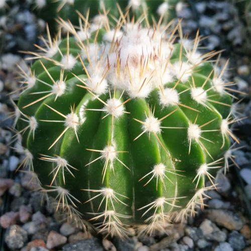 Wigginsia leprosorum