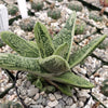 Gasteria Little Warty