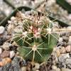 thelocactus panarottoanus