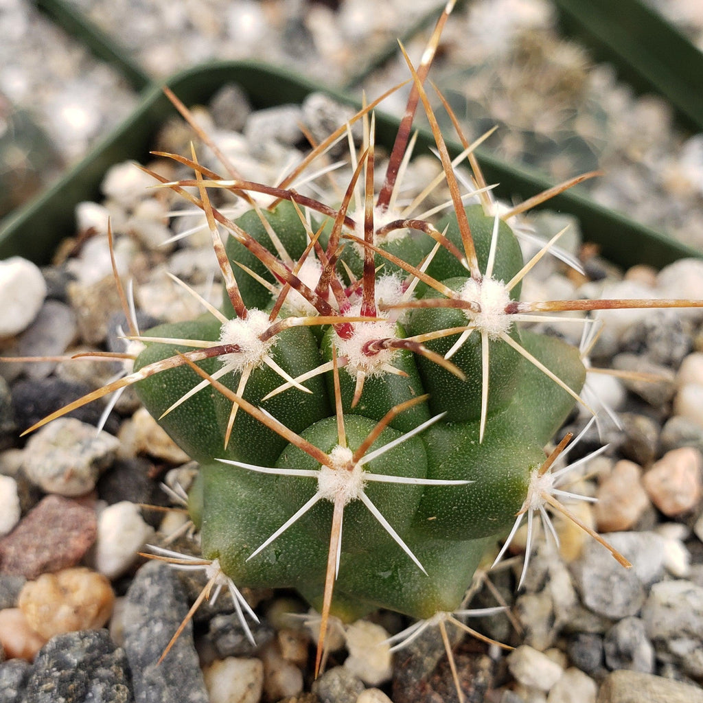 thelocactus panarottoanus