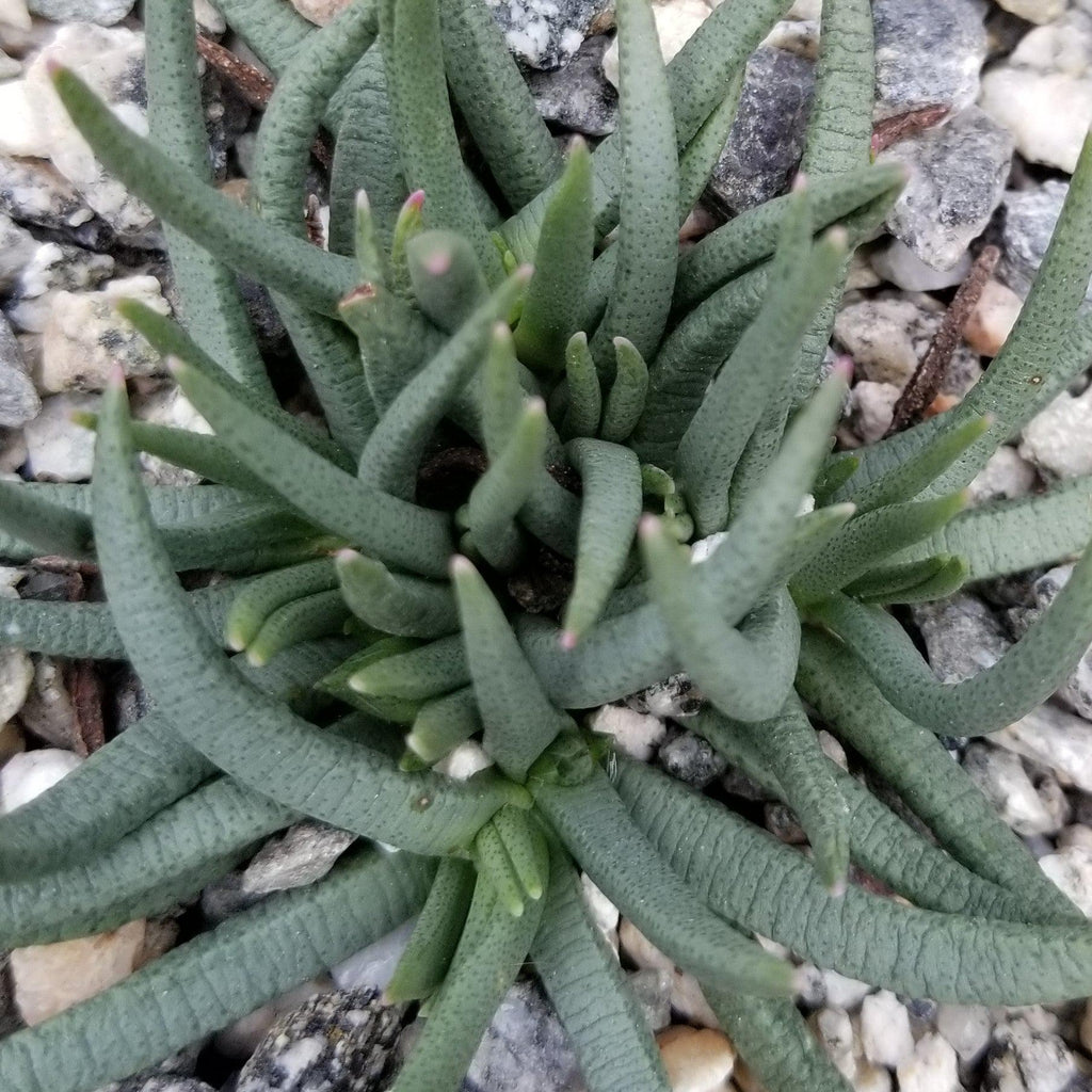 Marlohistella stenophylla