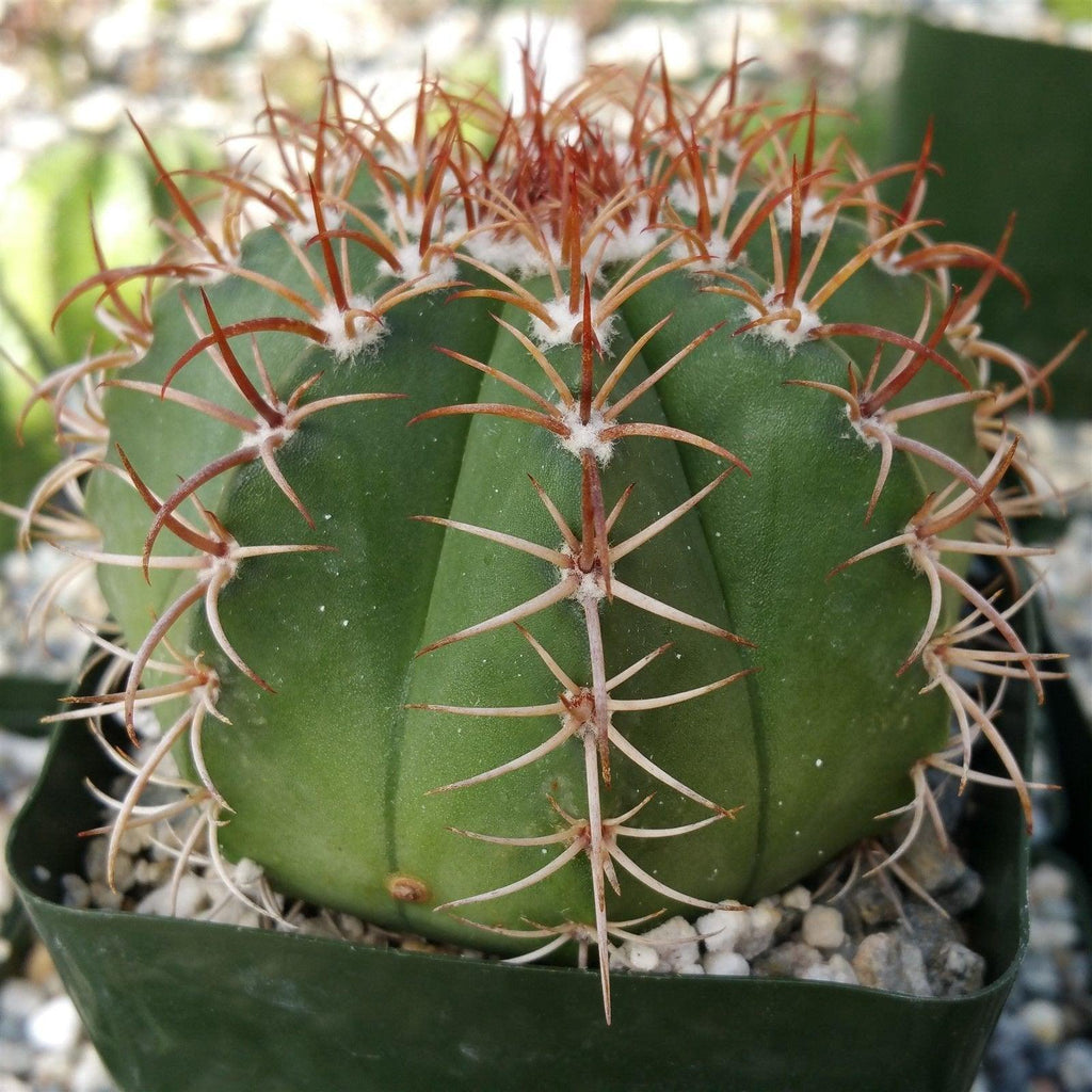 Melocactus matanzanus no cephalium