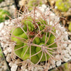 Gymnocalycium saglionis