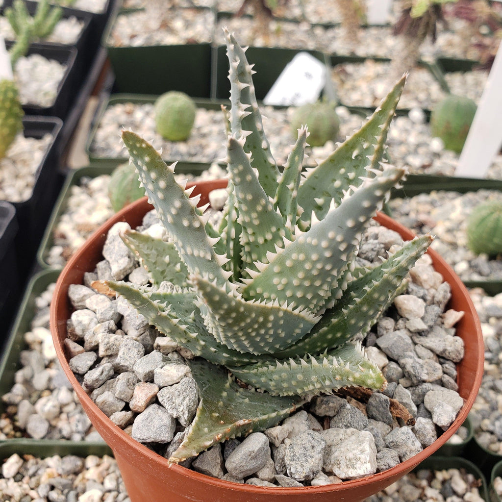 Aloe jimmy little gator