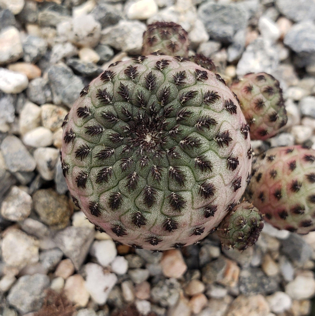 Sulcorebutia rauschii violacidermis