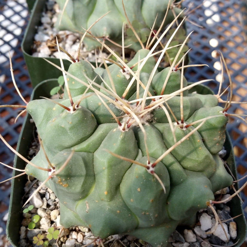 Thelocactus rinconensis