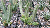 Huernia bayeri