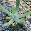 Dudleya pachyphytum